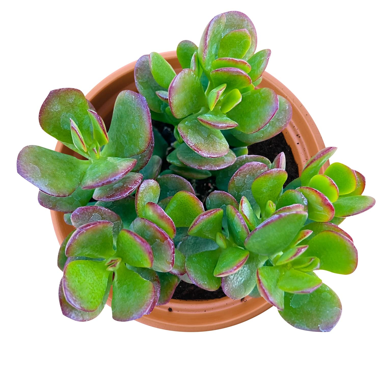 Amazon.com : Live Succulents Dwarf Jade (4-inch), Succulent Plants